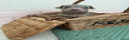 Jack Russell dogs for sale: Much Wenlock stunning puppy  - Advert 22