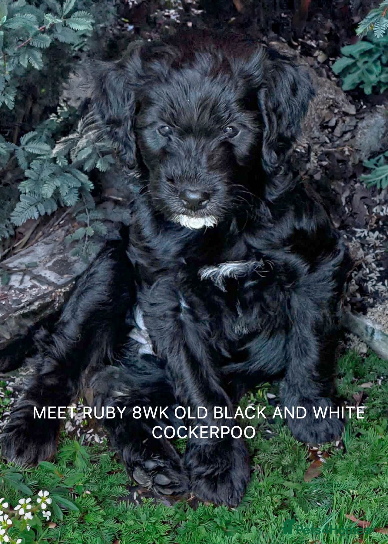 Cockapoo dogs Stunning Female Cockapoo - Advert 2