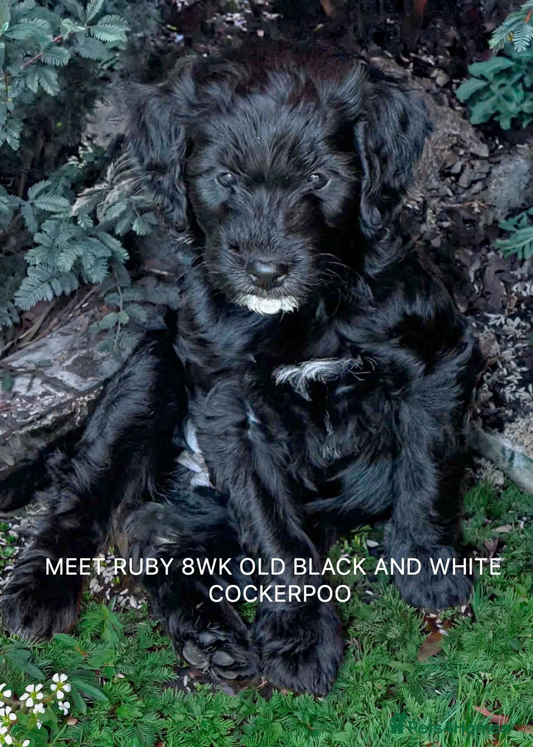 Cockapoo dogs for sale: Stunning Female Cockapoo in Northampton - Advert 2
