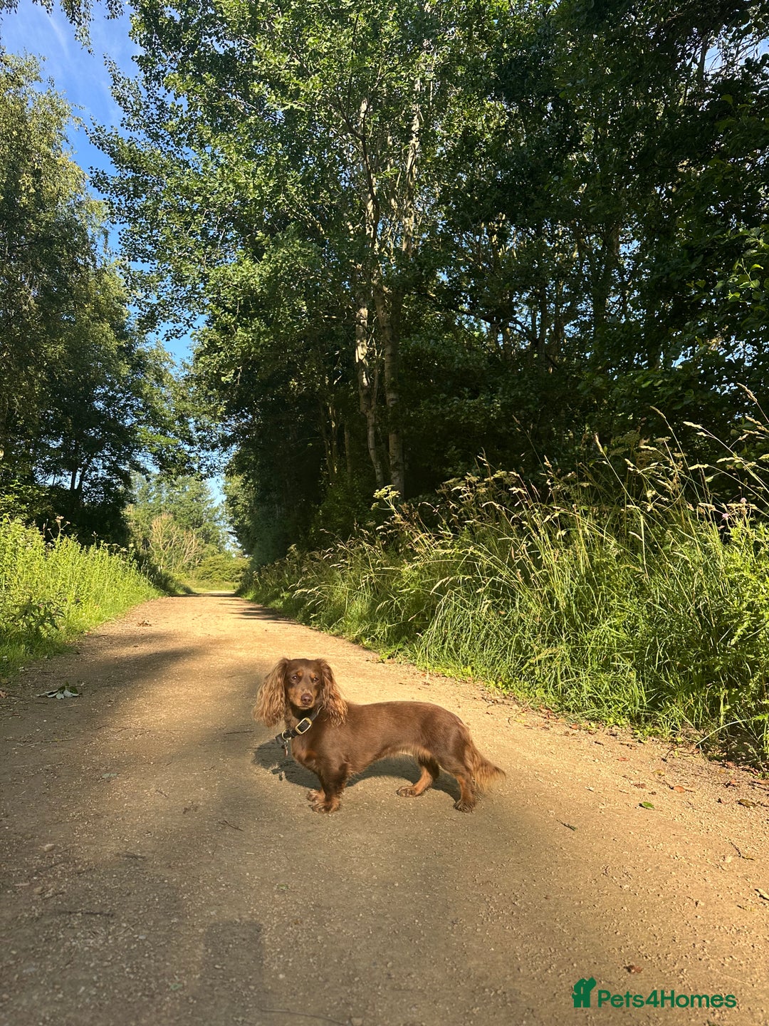 Miniature Dachshund dogs for sale: KC reg Long haired miniature dachshund puppies - Advert 2