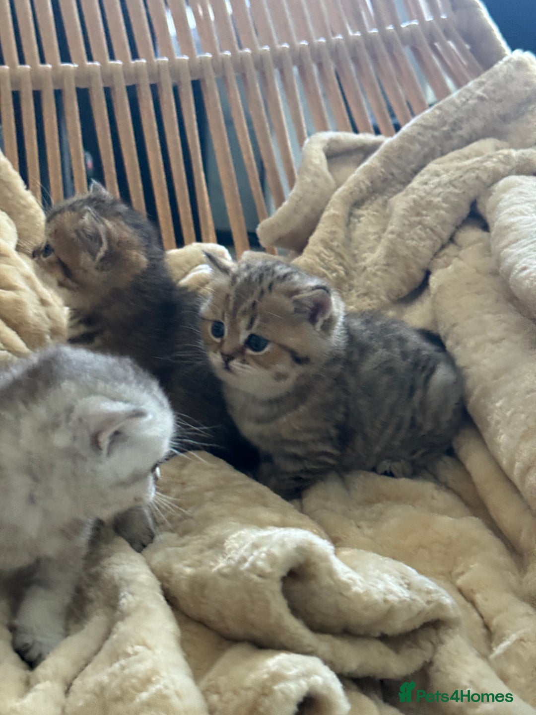 British Shorthair cats for sale: 2 Outstanding BSHLitter Chinchilla &Classic Lines) - Advert 25