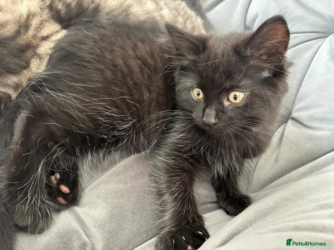 Mixed Breed cats for sale: 6x Part bengal/long haired kittens  - Advert 2