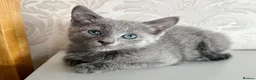Russian Blue cats for sale: Beautiful Russian Blue Girl – 14 Weeks - Advert 7