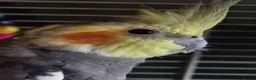 Cockatiels birds for sale: Male cockatiel  - Advert 2
