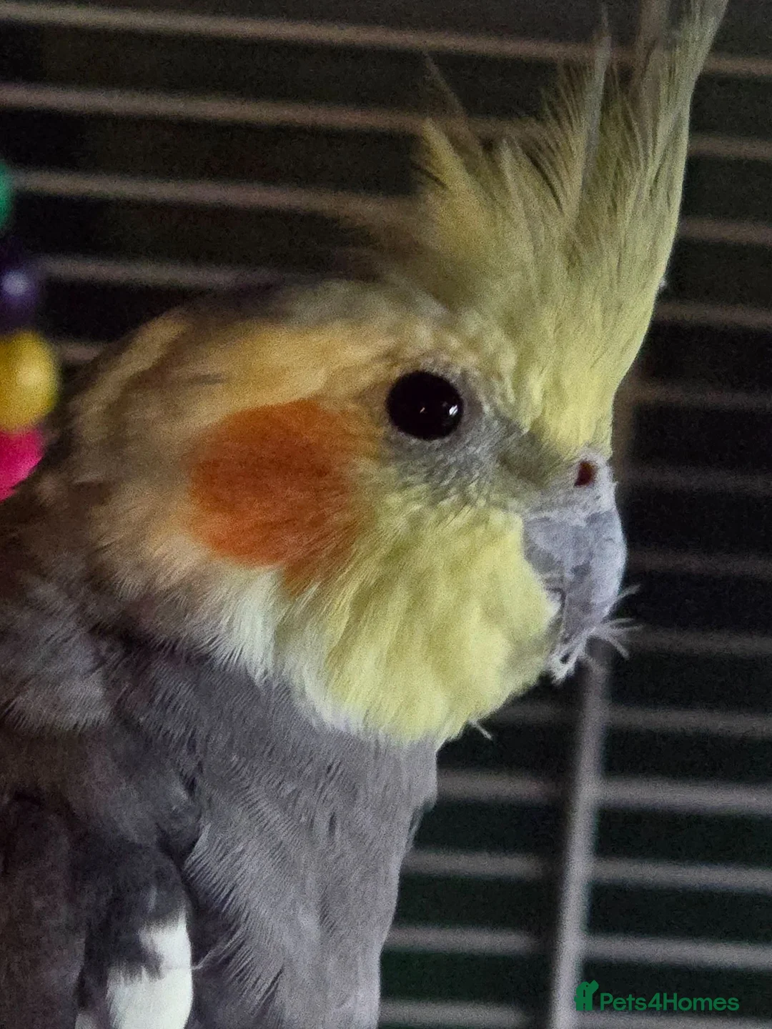 Cockatiels birds for sale: Male cockatiel  - Advert 2
