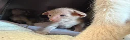 Siamese cats for sale: 🩵Lovely Siamese boys  - Advert 3