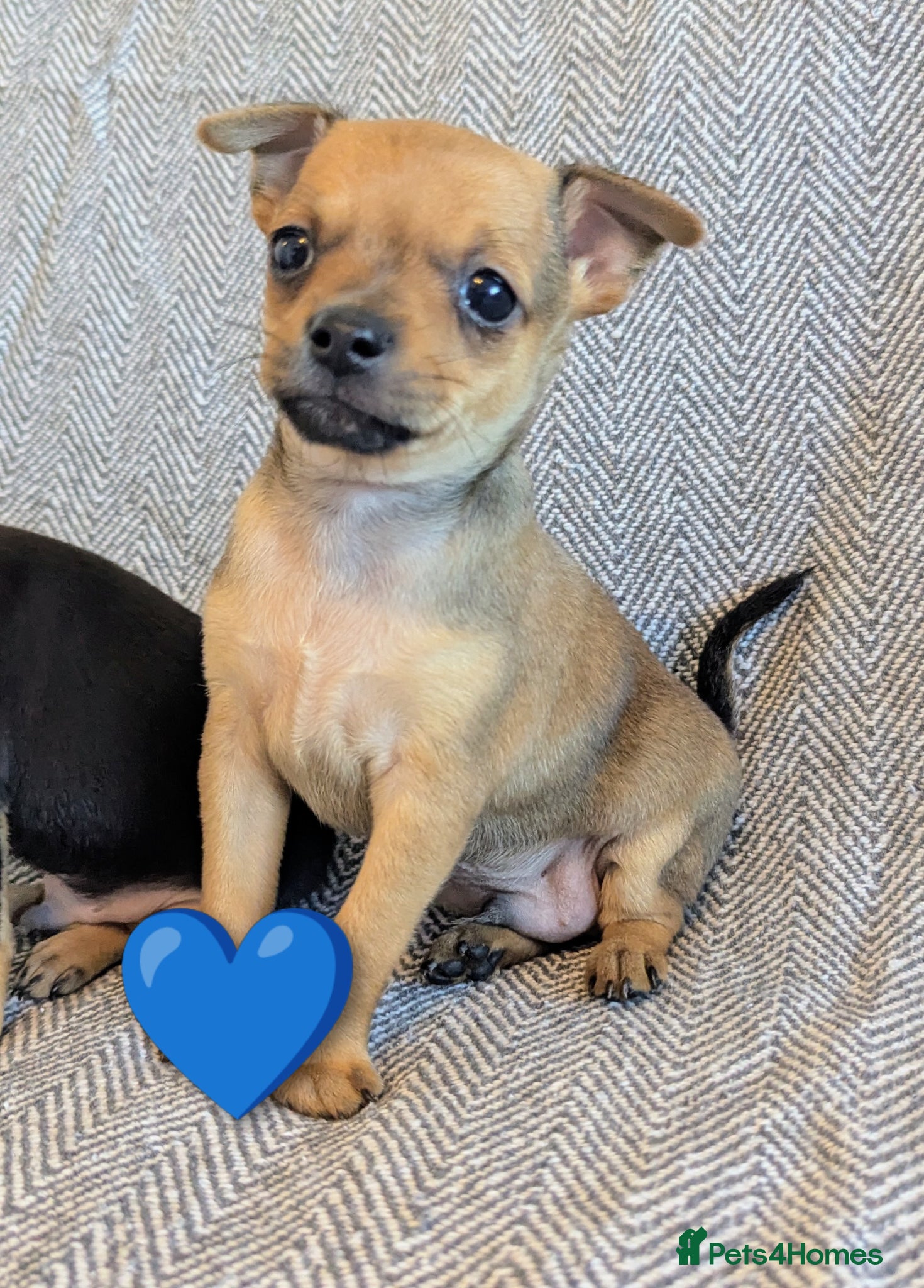 Mixed Breed dogs Adorable Tiny Chipin, Chihuahua x Pinscher boys,  - Advert 1