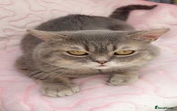 British Shorthair cats for sale: Friendly Male British Shorthair Kitten + Stuff in Birmingham - Image 8
