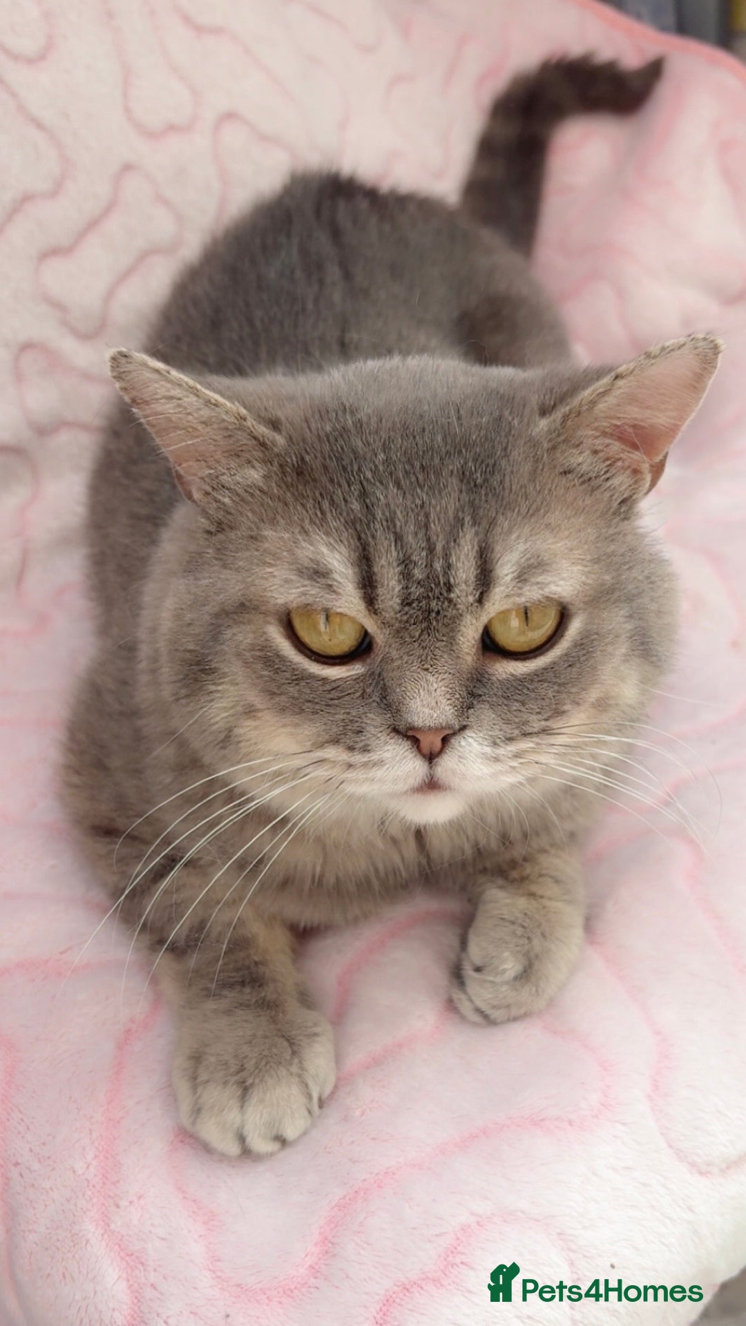 British Shorthair cats for sale: Friendly Male British Shorthair Kitten + Stuff in Birmingham - Image 8