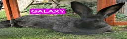 Continental Giant rabbits for sale: Continental giant blue Harliquin baby girl  - Advert 5