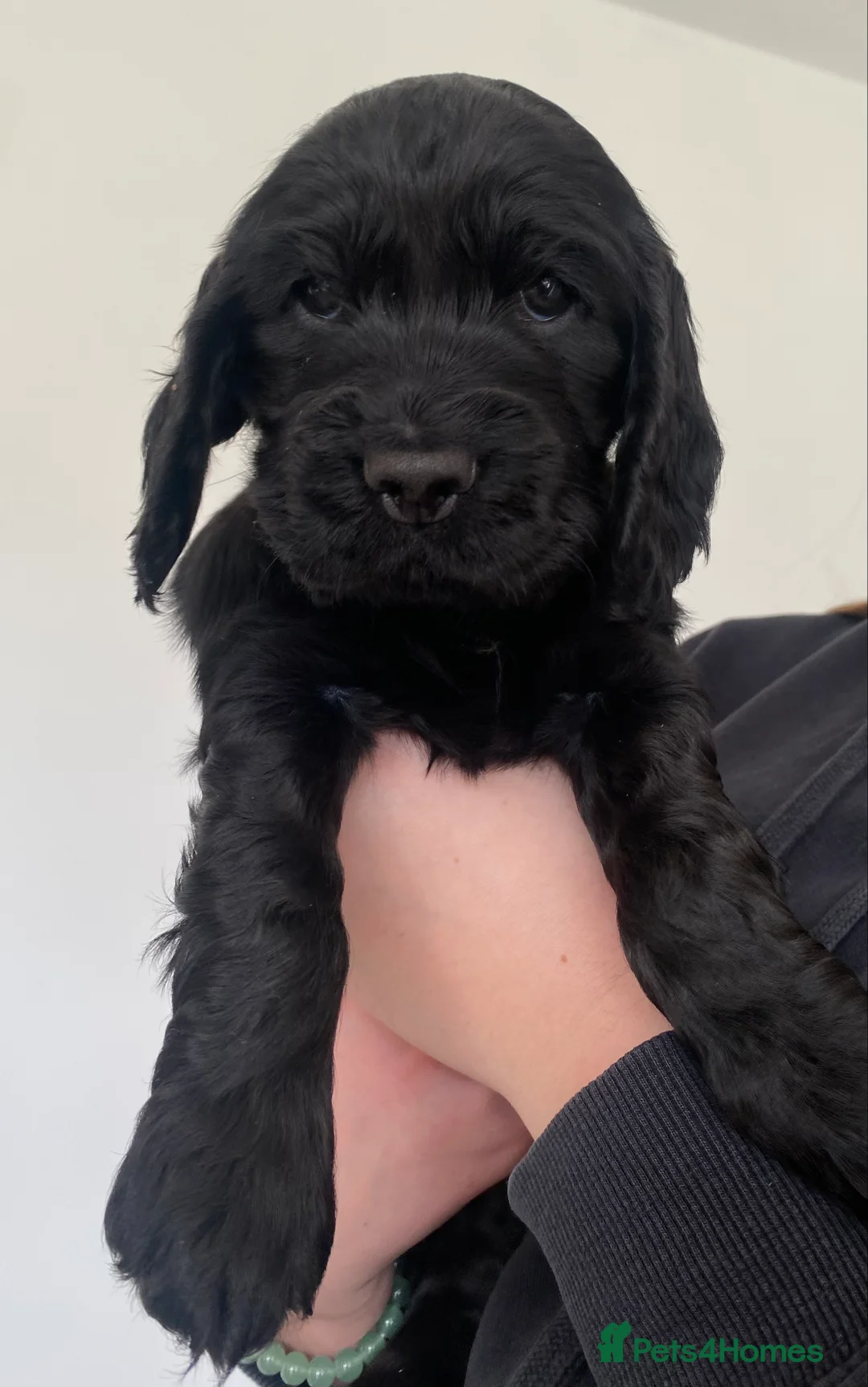 Cocker Spaniel dogs for sale: Cocker Spaniel Show Type Puppies  - Advert 17