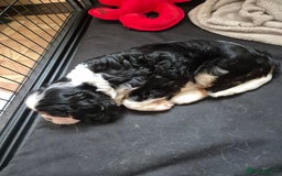 Cavalier King Charles Spaniel dogs for sale: 2 Handsome boys not kc reg - Image 4