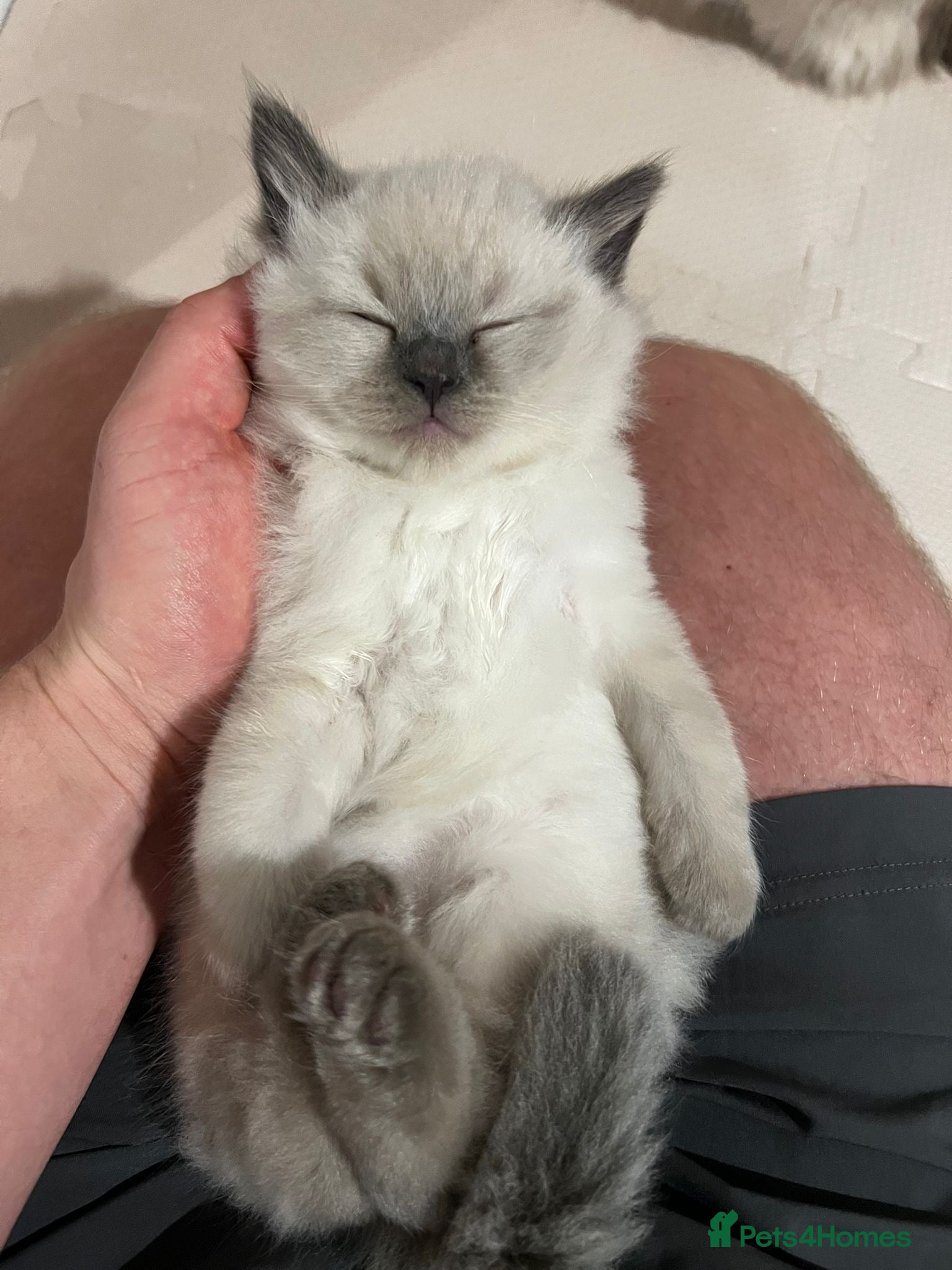 Ragdoll cats Boy radgoll kitten - Advert 1