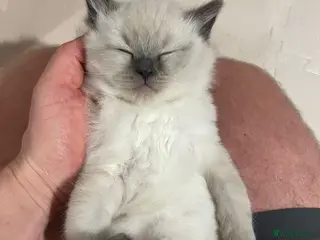 Ragdoll cats Boy radgoll kitten - Advert 1