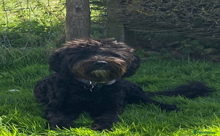 Labradoodle dogs - Advert 1