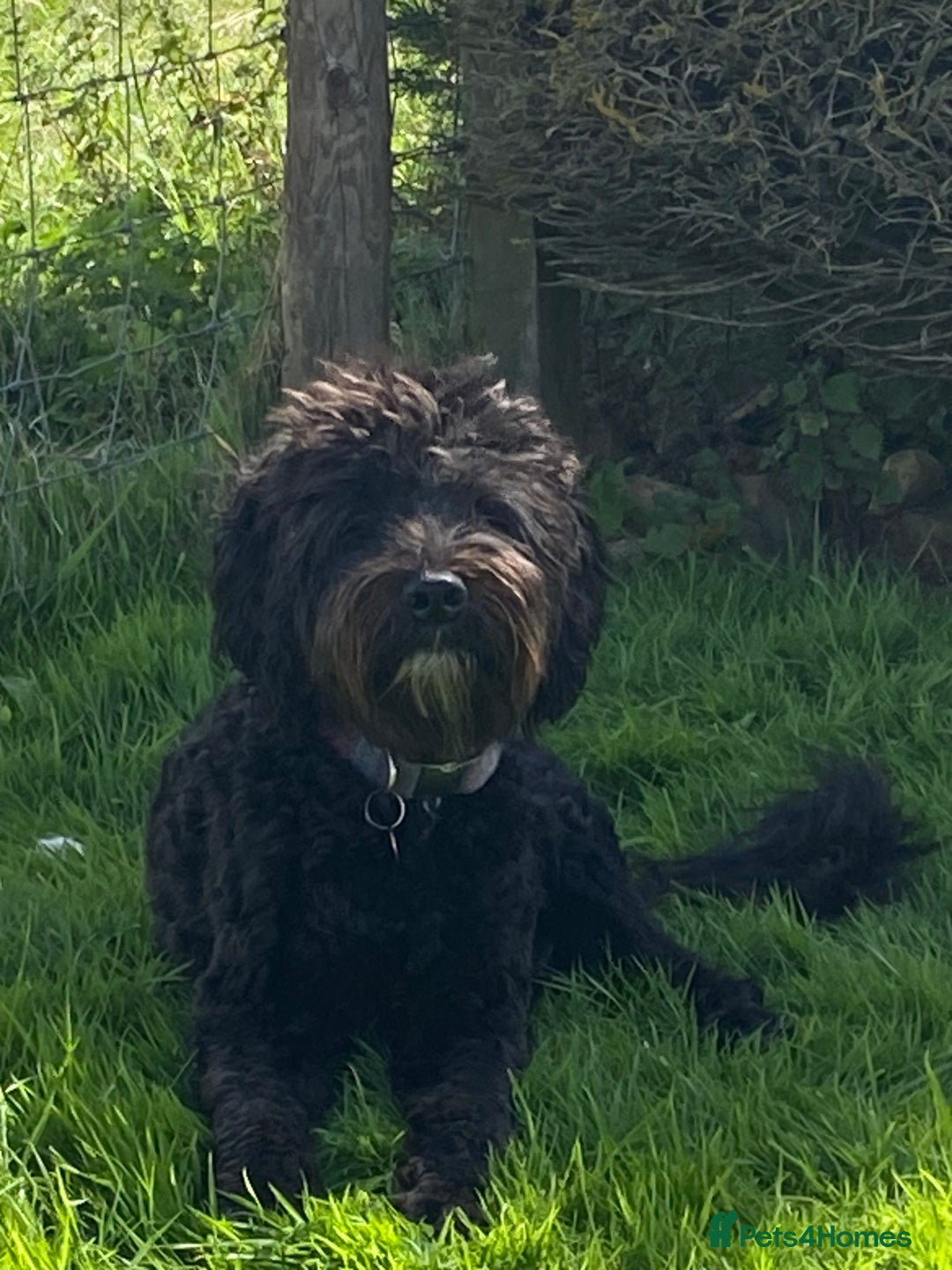 Labradoodle dogs for stud: Multi generation labradoodle. - Image 1