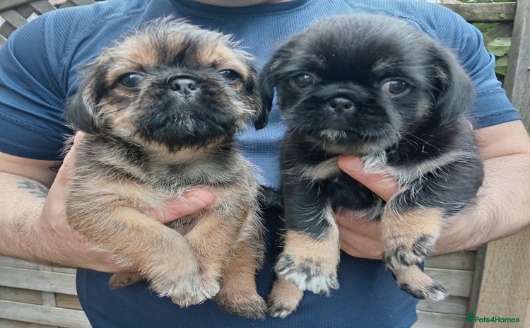 Mixed Breed dogs - Advert 1