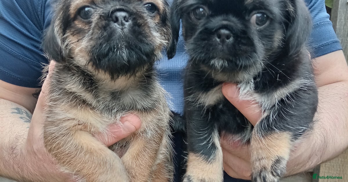 Pug Shih Tzu X Puppies For Sale Pug X Shih Tzu Pug Zu Shih Pug Puppies