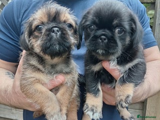 Mixed Breed dogs - Advert 11