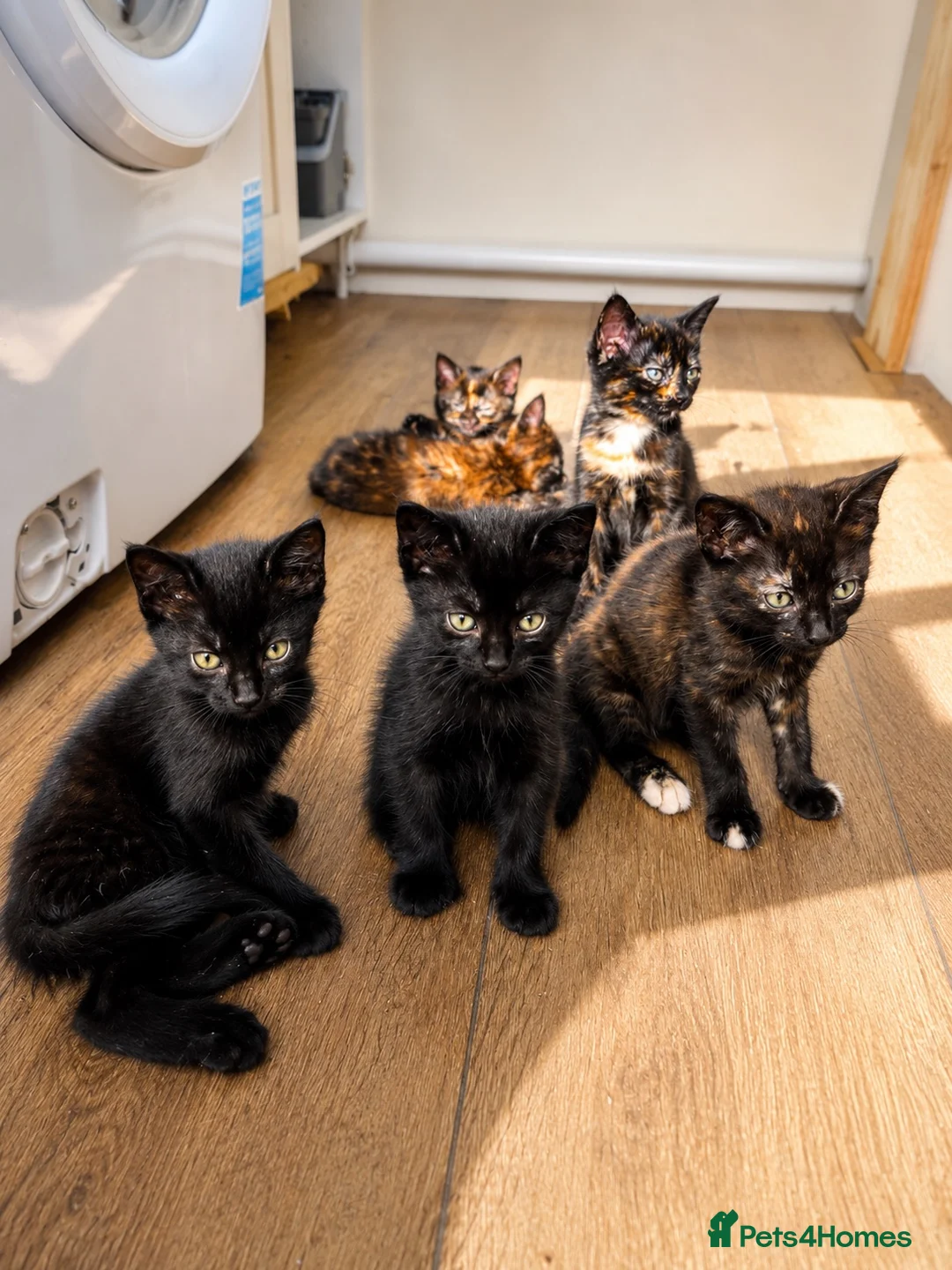 Mixed Breed cats for sale: 7 kittens  in Tiverton - Advert 2