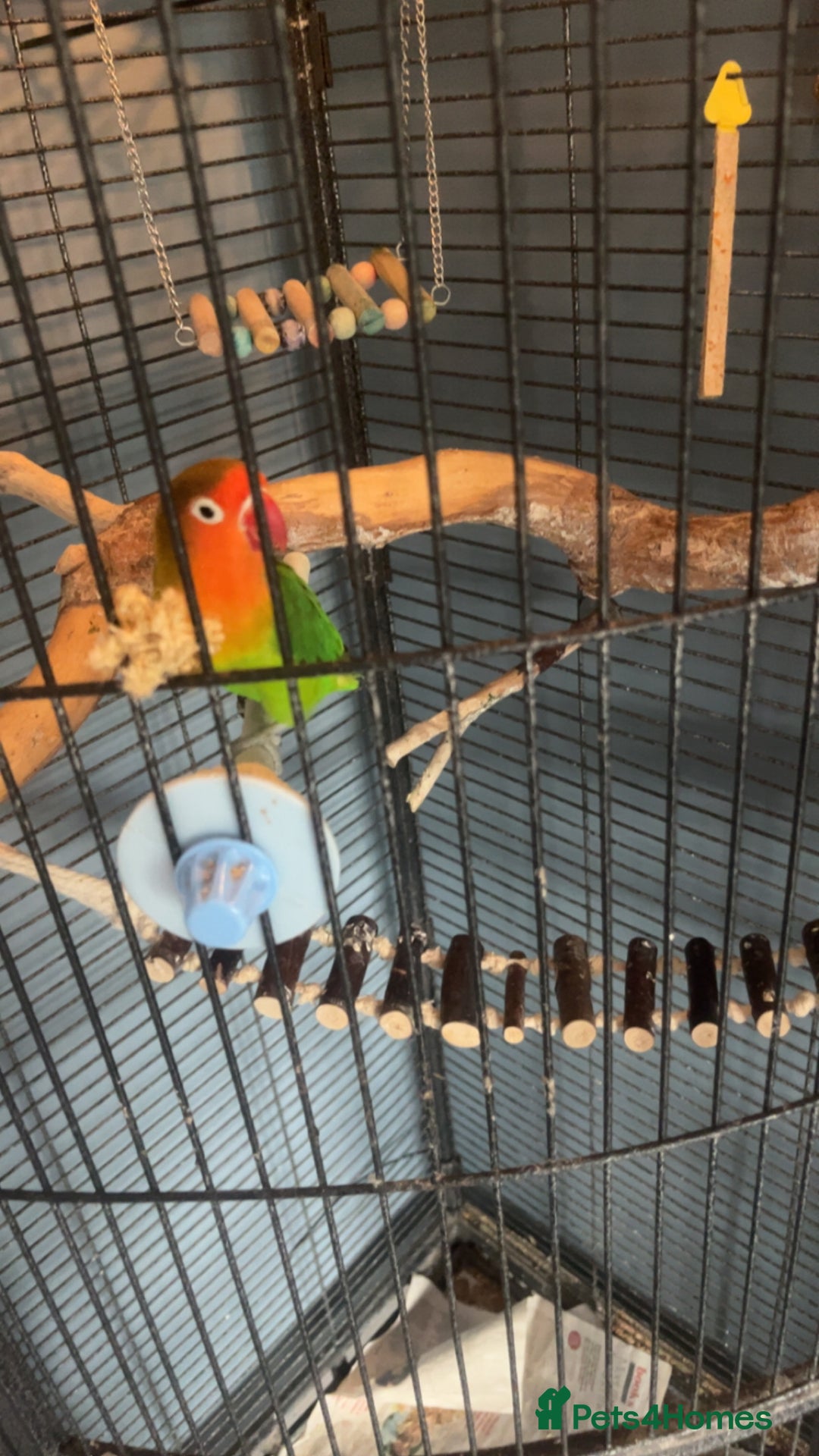 Lovebirds birds for sale: Young female Lovebird for sale - Image 2