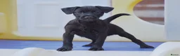 Patterdale Terrier dogs for sale: Patterdale Terrier Puppies, Last 2 Left! 🐾 - Advert 5