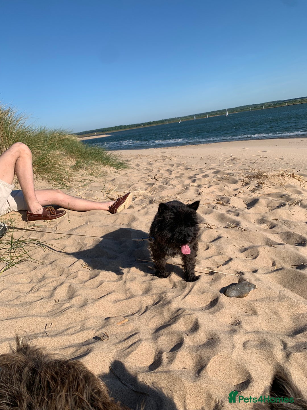 Cairn Terrier dogs for sale: Pure Cairn Terrier female  - Image 3