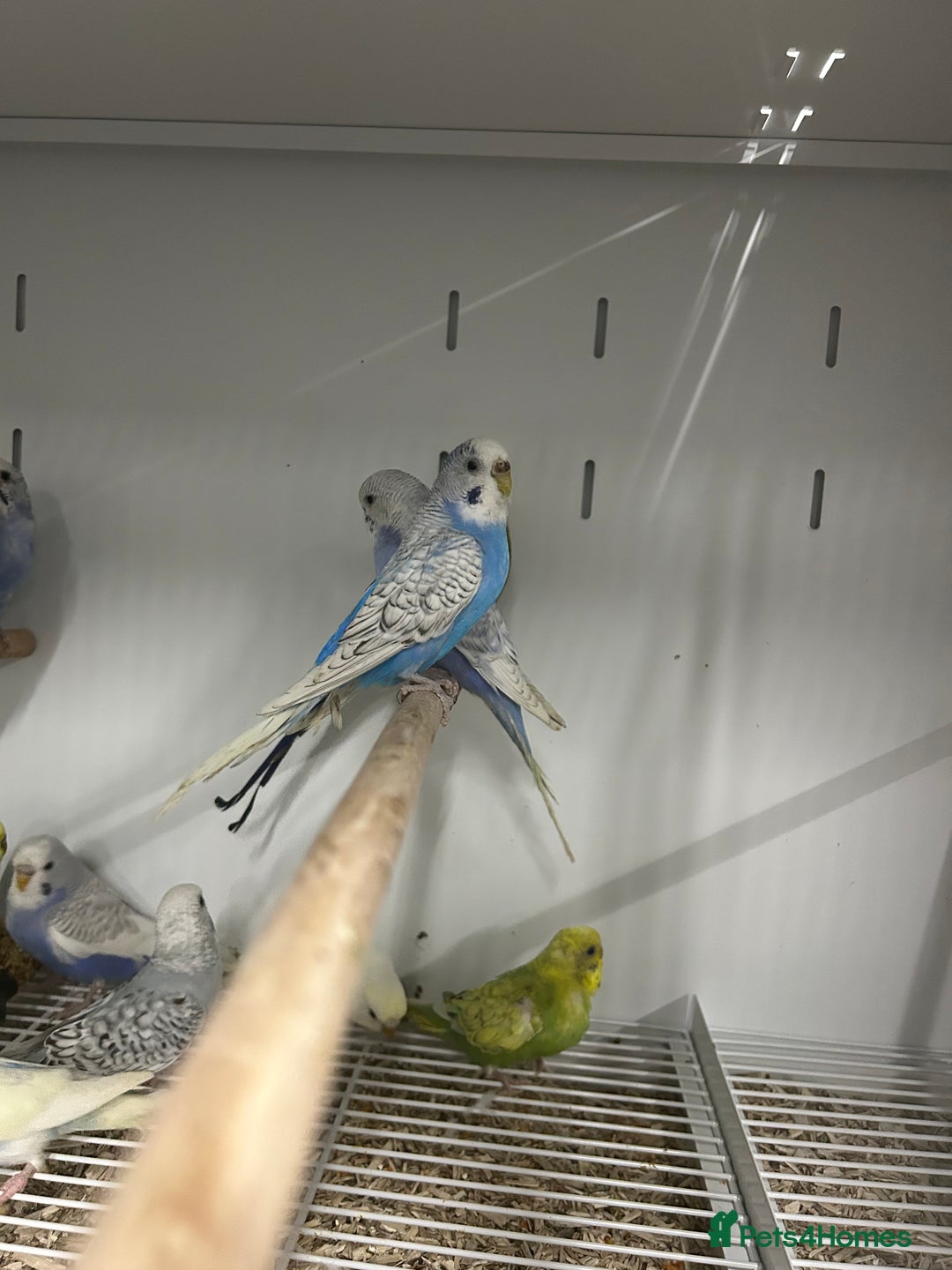 Budgerigars birds for sale: Various Stunning Mixed Baby Budgies  - Advert 2