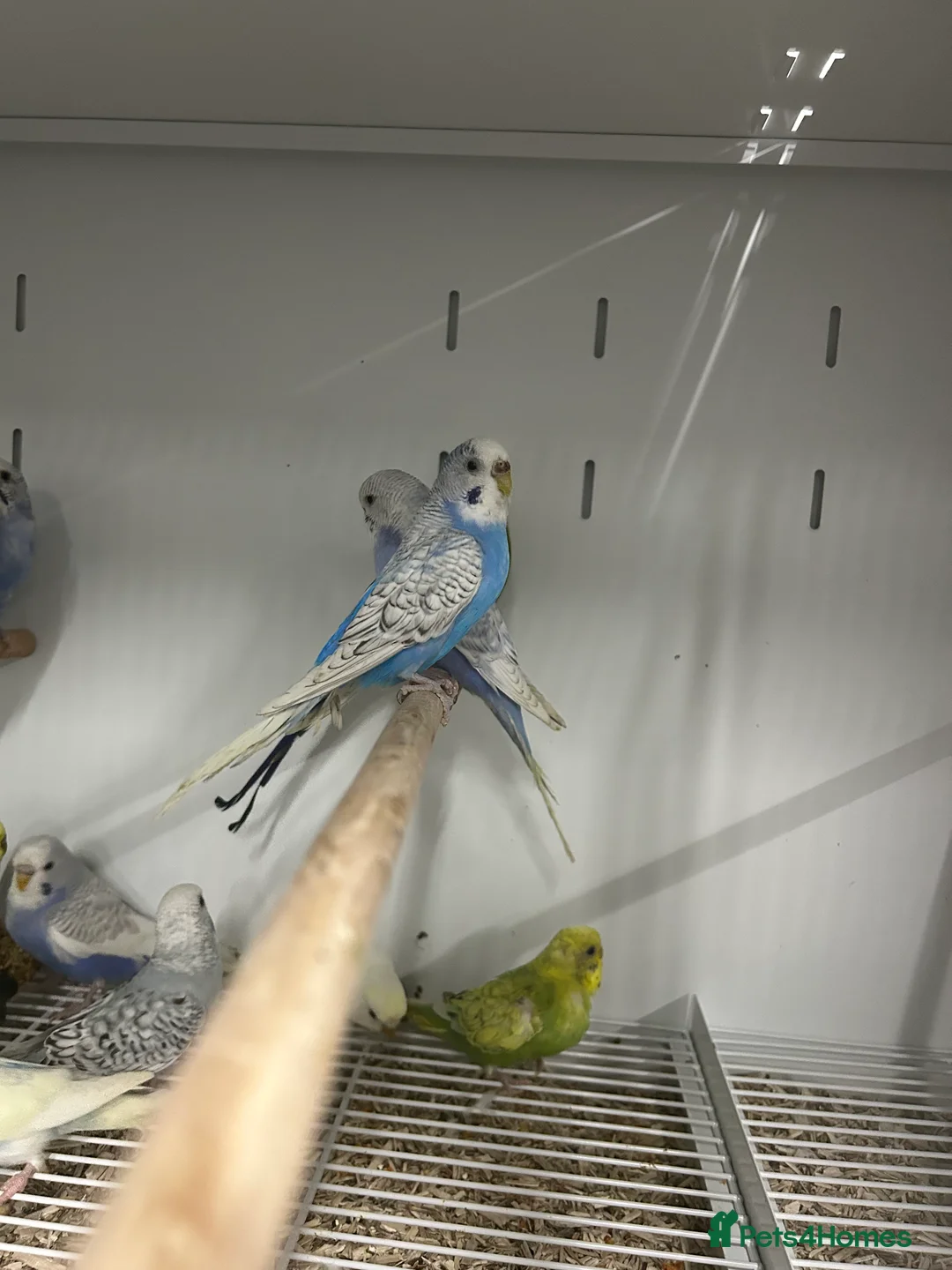 Budgerigars birds for sale: Various Stunning Mixed Baby Budgies  - Advert 2