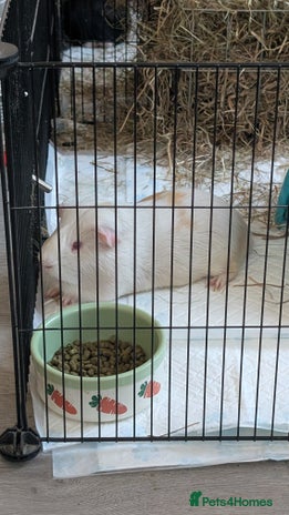 Guinea Pig rodents - Advert 16