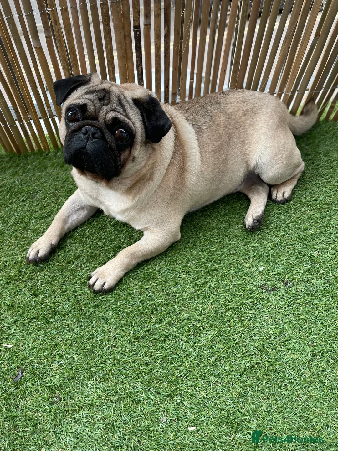 Pug dogs for stud: fawn pug stud  in Brighton - Advert 7
