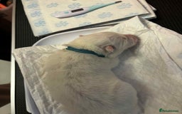 Samoyed dogs for sale: KC reg. Samoyed puppies with champ bloodline  - Advert 13