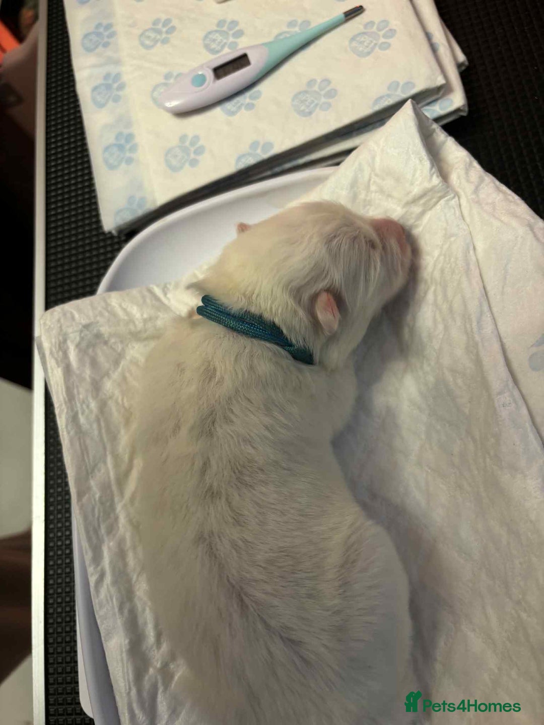 Samoyed dogs for sale: KC reg. Samoyed puppies with champ bloodline  - Advert 13