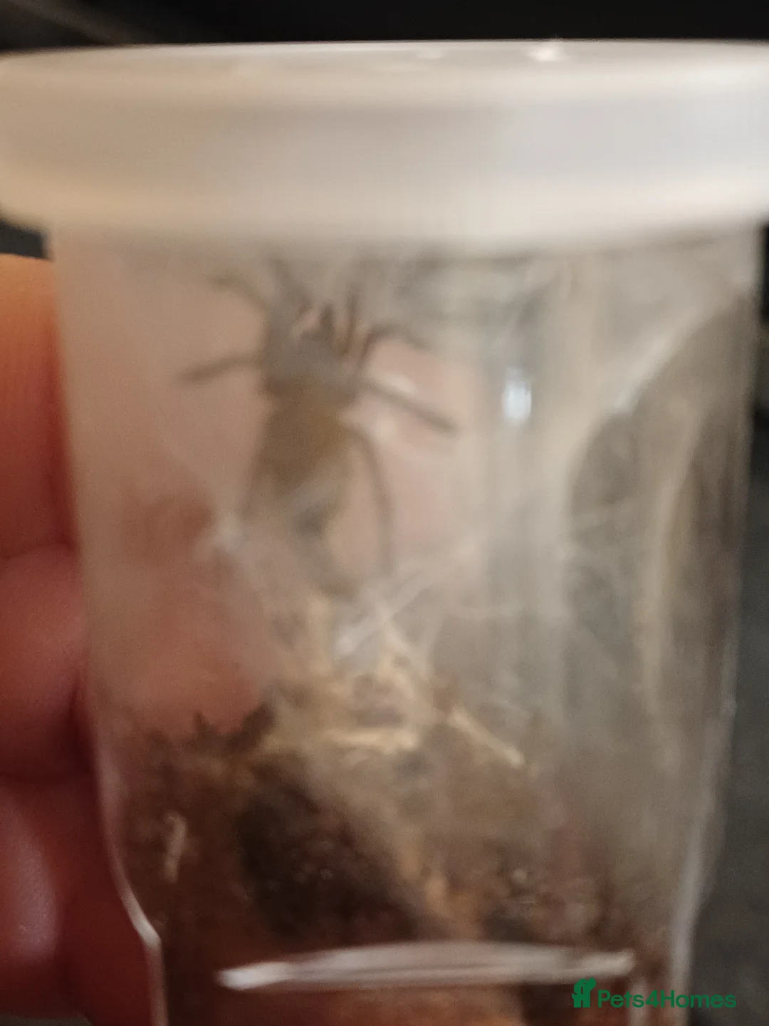 Tarantulas invertebrates for sale: OBT Spider Slings  - Advert 3