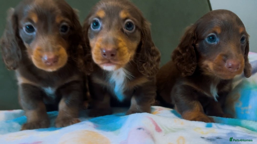 Miniature Dachshund dogs for sale: KC reg PRA clear long hair mini dachshund puppies  in Maidstone - Image 14