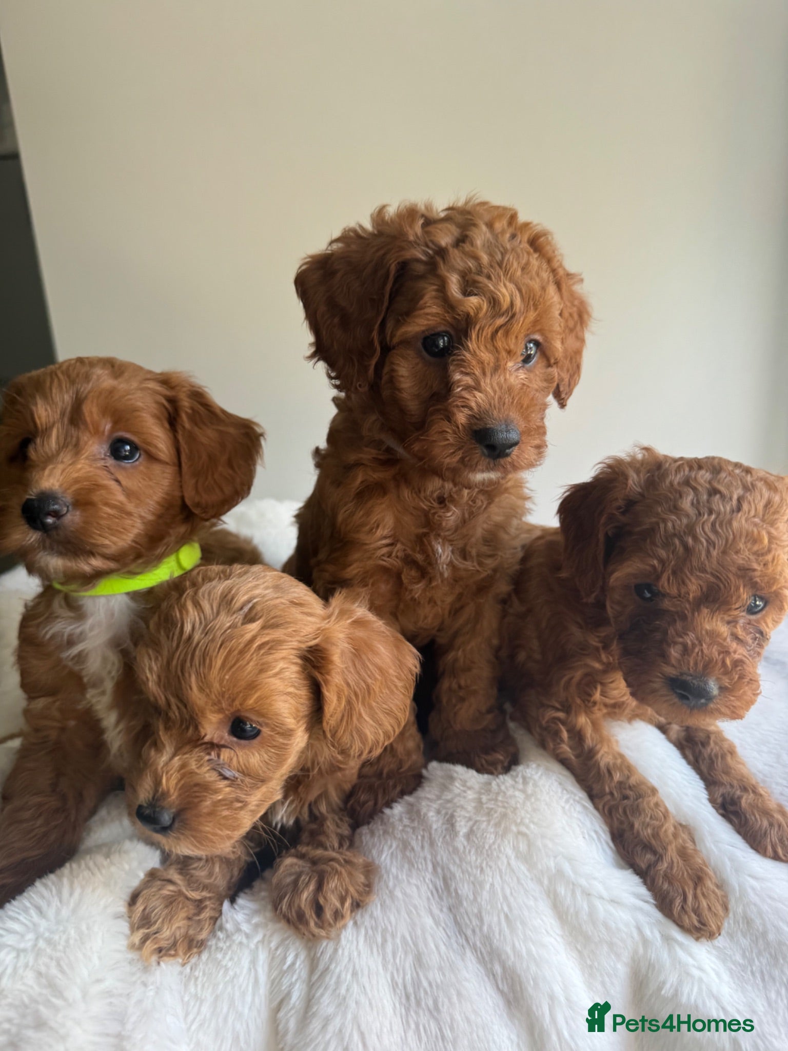 Cavapoo dogs Beautiful Cavapoo Puppies  - Advert 3