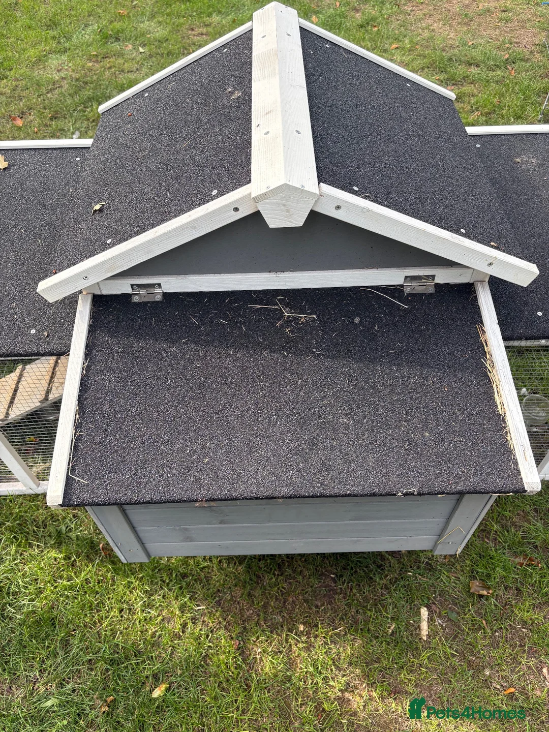 Chickens poultry for sale: Serama Bantam Chickens - Advert 11