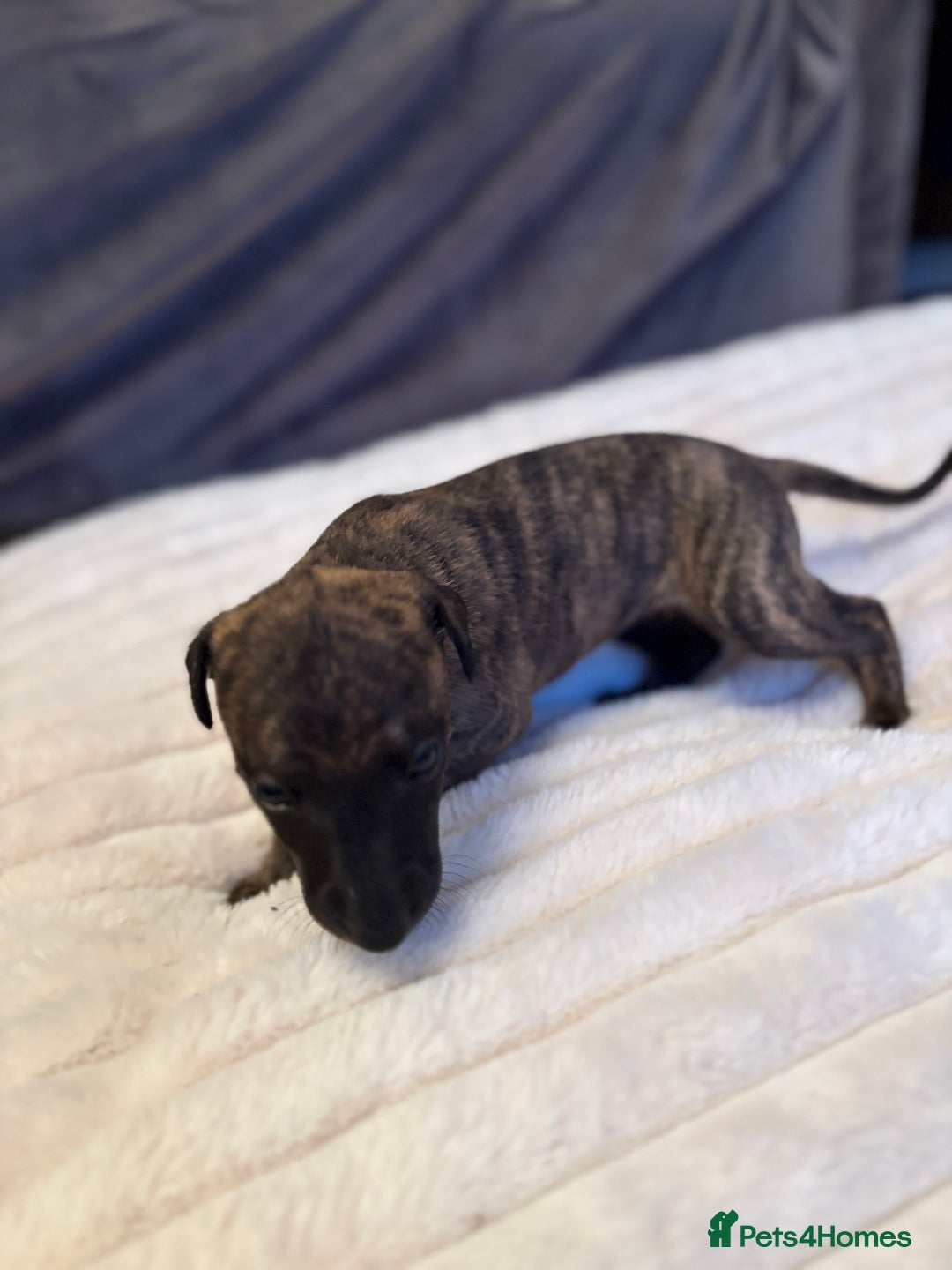 Whippet dogs for sale: Whippet Puppies - Advert 10