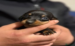 Miniature Dachshund dogs for sale: Minature dachshund puppies - Image 14