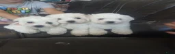 Bichon Frise dogs for sale: Adorable Bichon Puppies Looking for Homes! 🐾 in Stourbridge - Advert 13