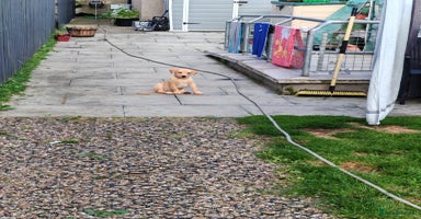 Labrador Retriever dogs - Advert 14