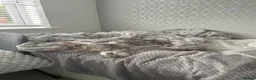 Maine Coon cats for sale: Maine Coon Cross Kittens - Fluffy Grey in Manchester - Advert 2