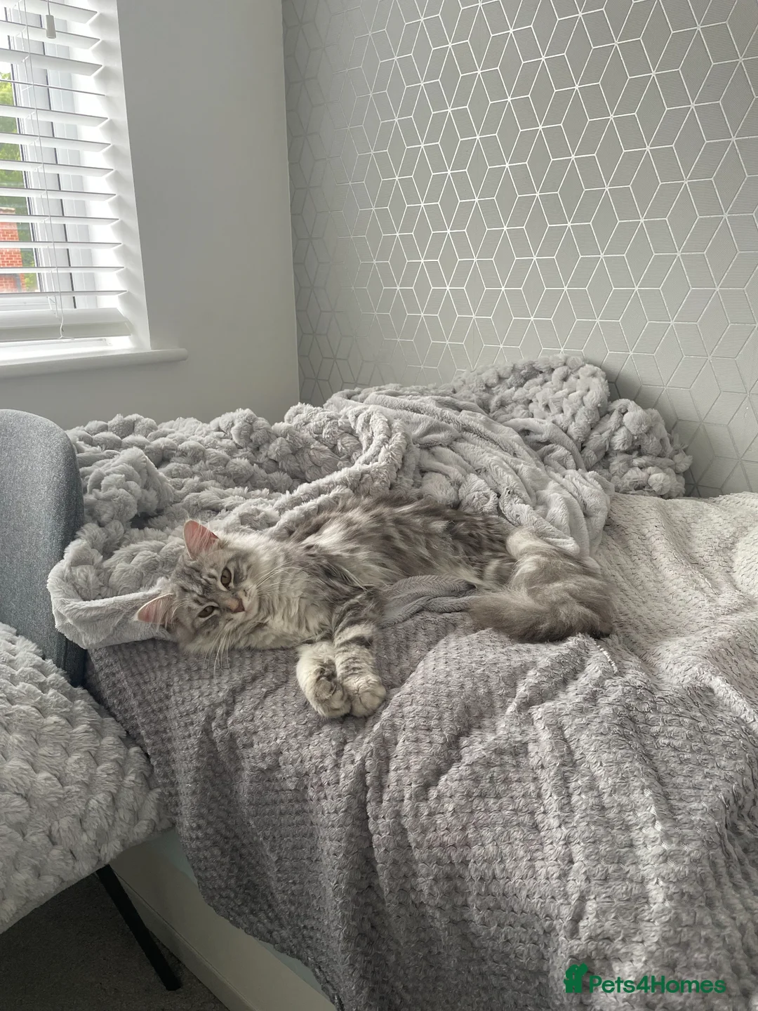 Maine Coon cats for sale: Maine Coon Cross Kittens - Fluffy Grey in Manchester - Advert 2
