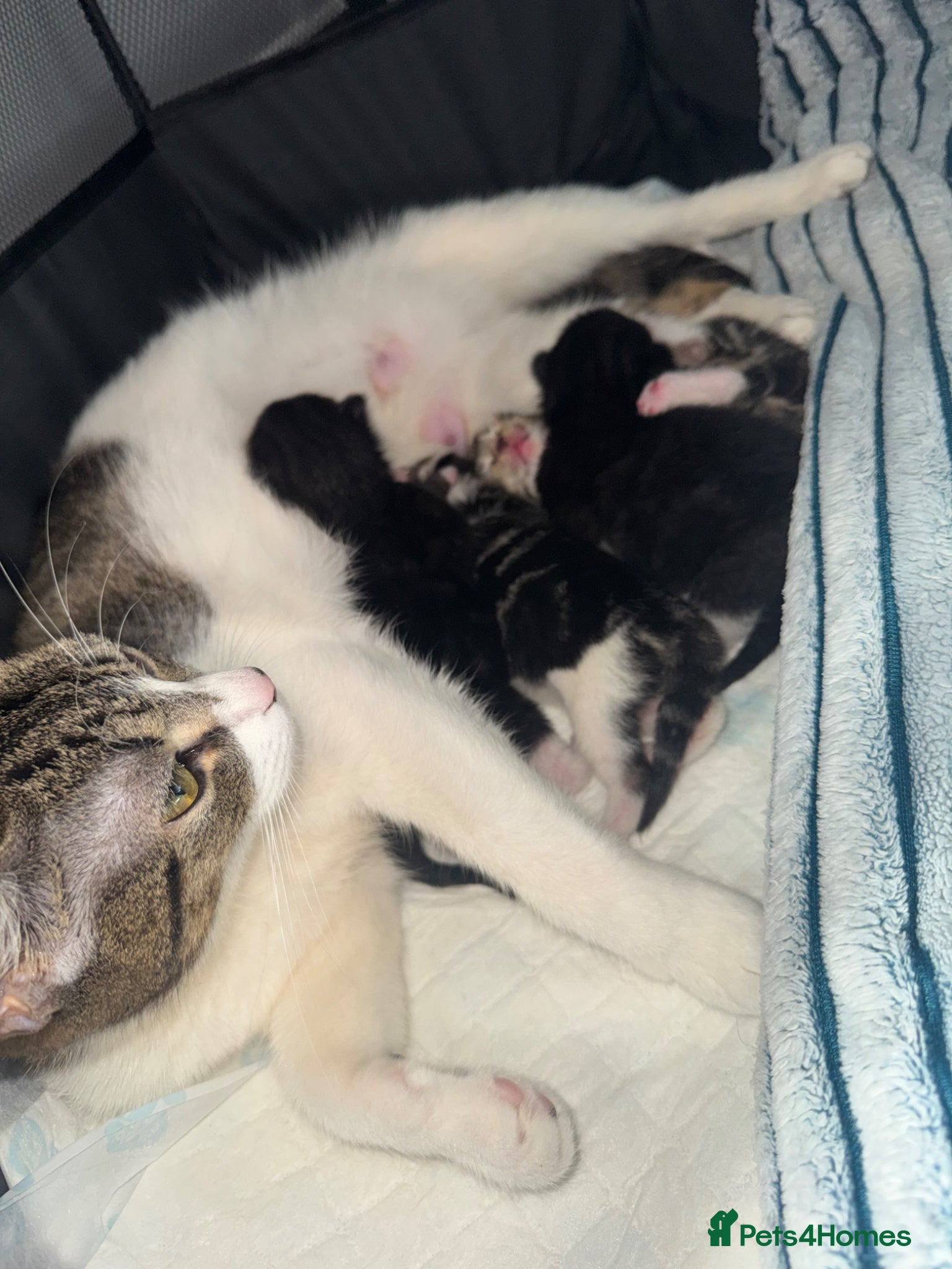 Mixed Breed cats Two beautiful kittens for sale  - Advert 1