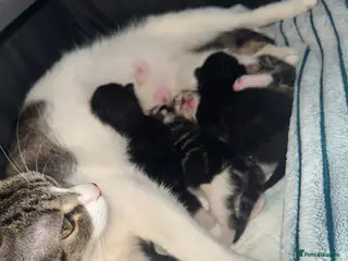 Mixed Breed cats Two beautiful kittens for sale - Advert 1