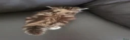 Siberian cats for sale: Pure gorgeous Siberian Kittens - Advert 31