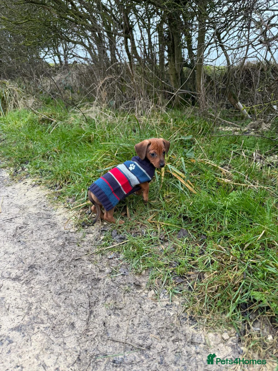 Miniature Dachshund dogs for sale: Mini Dachsund male - Advert 5