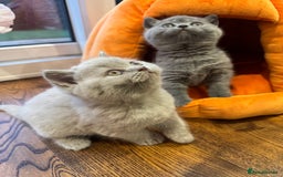 British Shorthair cats for sale: Blue and Lilac British shorthair boys  - Image 7
