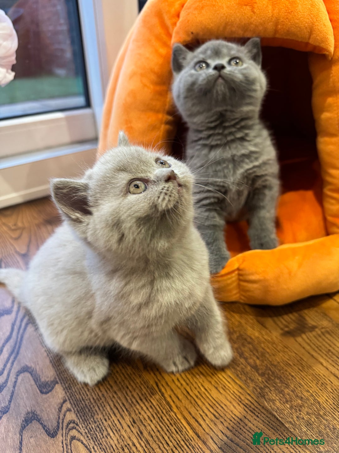 British Shorthair cats for sale: Blue and Lilac British shorthair boys  - Image 7