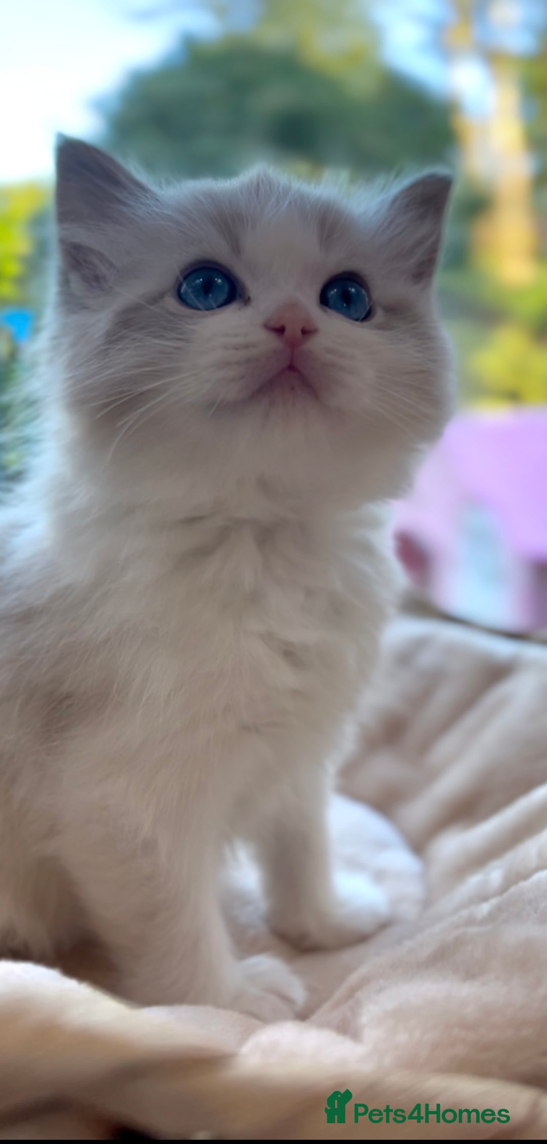 Ragdoll cats for sale: GCCF Registered. Grand Champion Bloodlines. - Advert 21